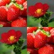001240-aardbeien-ruby-ann-f1