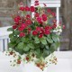 001260-aardbeien-summer-breeze-rose-f1