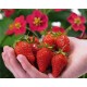 001270-aardbeien-toscana-f1