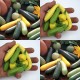 075500-courgette-all-colours-forms