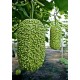 121200-kalebas-african-warty-verruqueuse-maurice