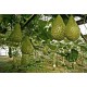 121580-kalebas-mayo-warty-bule