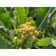 145150-asperge-broccoli-nine-star-perennial