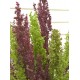 195975-melde-best-colours