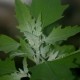 196000-melde-green-plume