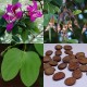 204840-orchidee-kerrie-purple
