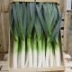 222430-prei-blauwgroene-winter-sel-farinto