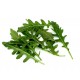 242100-wilde-rucola-sylvetta