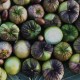 296780-tomatillo-apfelgeschmack