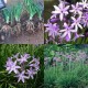 306015-zuid-afrikaanse-look-lilac