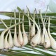 306029-okinawa-sjalotjes-shima-rakkyo