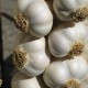 306080-knoflook-cambodia