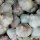 306090-knoflook-chengdu-chinese-single-garlic