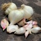 306091-knoflook-cledor