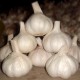 306092-knoflook-dario