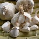 306094-knoflook-messidrome