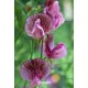 530380-lathyrus-odoratus-senator