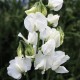 531000-lathyrus-odoratus-royal-wit