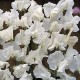 531050-lathyrus-odoratus-white-supreme-swan-lake-white-ensign