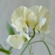 531080-lathyrus-odoratus-ice-cream