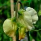531090-lathyrus-odoratus-cathy
