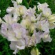 531120-lathyrus-odoratus-old-times-lady-salisbury