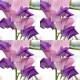 531190-lathyrus-odoratus-erewhon