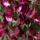 532150-lathyrus-odoratus-burgundy-elegance-type