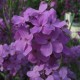 591000-hesperis-matronalis-violet
