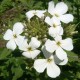 591010-hesperis-matronalis-white