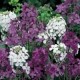 591020-hesperis-matronalis-mix