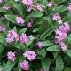 597910-myosotis-sylvatica-bosje-roze
