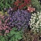 598200-myosotis-sylvatica-mixed