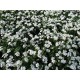 598430-myosotis-sylvatica-snowsylva-victoria-white