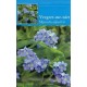 598450-myosotis-sylvatica-mini-zakje