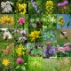 613040-wildbloemen-wilde-grassen-meerjarig-inheems