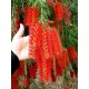 641230-callistemon-viminalis