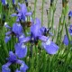 721899-iris-sibirica-patagonia