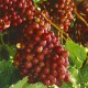821875-pitloze-rode-druif-red-flame-crimson-seedless
