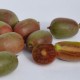 822568-mini-kiwi-vrouwelijk-pink-beauty-ananasnaya