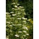 823008-vlier-zuilvormige-obelisk-pyramidalis