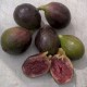 823025-vijg-columbaro-nero-colummaro-nero-columbro-nero