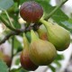 823033-vijg-goutte-or-doree