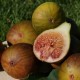 823039-vijg-madeleine-des-deux-saisons-angelique-early-lemon
