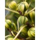 823055-vijg-panachee-jaspee-limone-striped-tiger-tiger-variegato