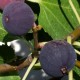 823078-vijg-violette-normande