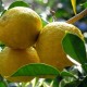 823130-yuzu