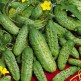 017600-augurken-vert-petit-paris-kleine-groene-scherpe-national