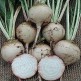 019980-witte-kroten-albina-vereduna-albino-reselected-blankoma