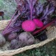 020700-roodbladige-kroten-bull-blood